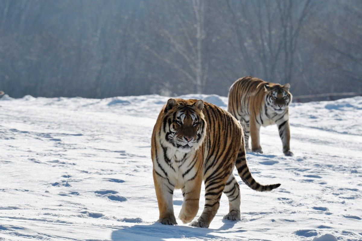 Majestic Siberian Tiger Encounter